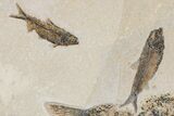 Fossil Fish (Diplomystus) With Three Knightia - Wyoming #163522-2